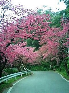 桜に彩られるアスファルト