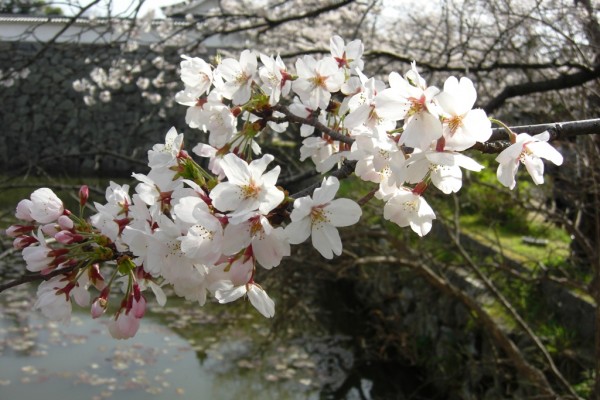 桜に出逢うととっても嬉しい気分になります。