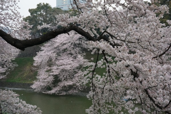 桜満開の中の花吹雪…