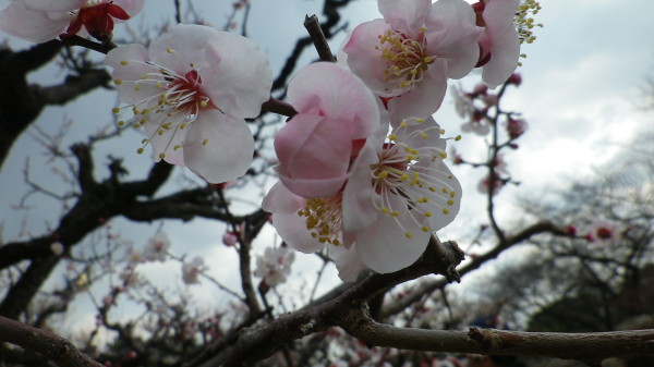 桃の節句のひな祭りも終わり…写真は梅の花☆