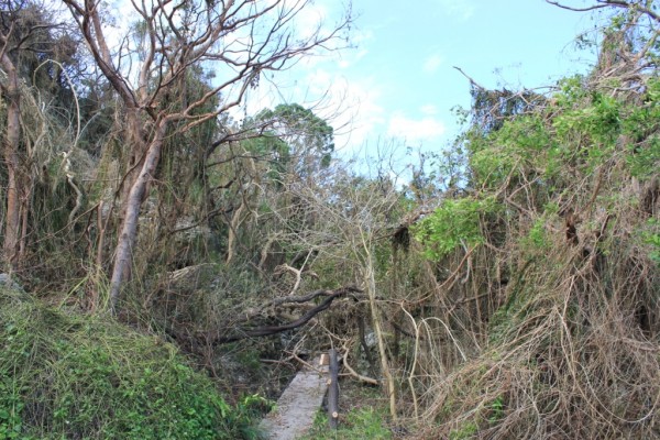 台風後の2011年6月4日の風景