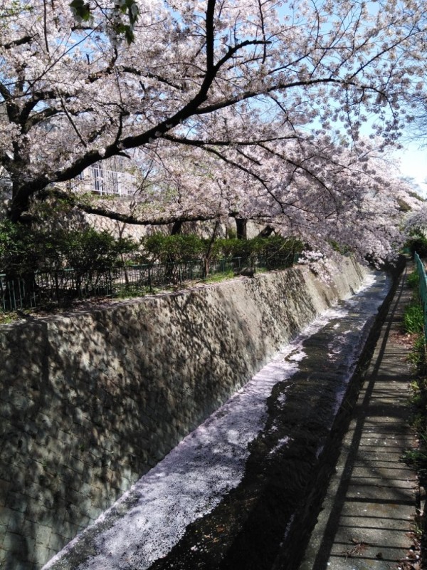 神戸から届いた春らしい桜の一枚☆